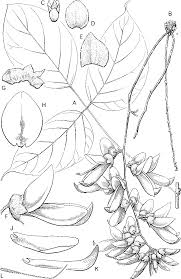 I am a professional english to malay translator and malay native speaker. A Revision Of Mucuna Leguminosae Phaseoleae In Thailand Indochina And The Malay Peninsula Semantic Scholar