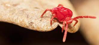 Clover mites are plant feeders, they will not feed on you. Clover Mites
