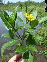 Image result for Bidens kirkii