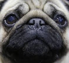 Look what will be available to bid on at the pdca pug national annual dinner and silent auction on saturday, september 30, 2017! Westminster Dog Show Pug Winner