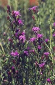 Image result for Indigofera cylindracea