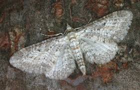 Image result for Eupithecia subumbrata