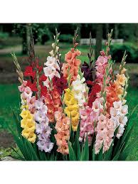 Check spelling or type a new query. 300 Summer Flowering Bulbs In 7 Varieties Very Co Uk