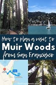 How To Plan A Diy Muir Woods Tour From San Francisco San Francisco Travel California Travel Road Trips Muir Woods