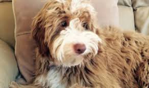 Goldendoodle babies are our specialty. Breeders Colorado Usa