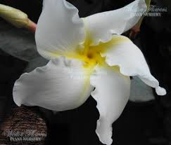 Frangipani Vine Chonemorpha Fragrans 125mm Weslor Flowers Plant Nursery