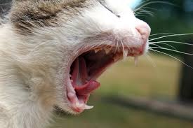 Ucretsiz Deli Kedi Stok Fotograf Freeimages Com