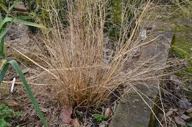 Image result for Asparagus buchananii