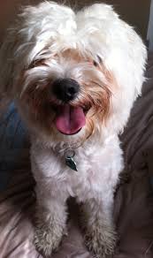 They can melt your heart with their loving eyes. Why Havanese Dogs Make Great Family Pets Pethelpful