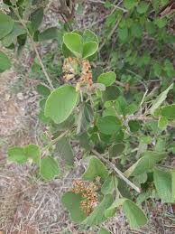 Image result for Cordia monoica