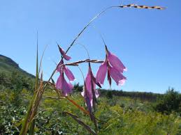 Image result for Dierama cupuliflorum