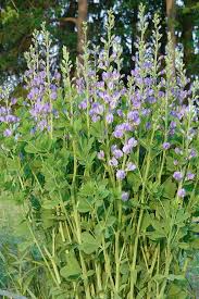 Image result for Indigofera baumiana