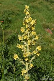 Image result for Haumaniastrum coriaceum