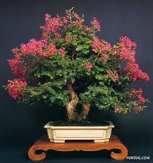 Lagerstroemia Indica Pride Of India Typesofbonsaitrees Bonsai Tree Types Bonsai Tree Bonsai Flower