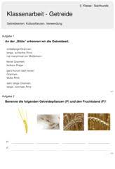 Klassenarbeit Zu Getreide Getreide Klassenarbeiten Getreide Grundschule