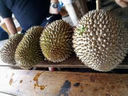 If you need professional help with completing any kind of homework, online essay help is the right place to get it. A Taste Of Durian That You Won T Regret Bao Sheng Durian Farm Penang Part 1 Of 2 Steemit