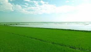 Image result for হাওরবাসীর  ছবি