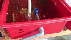 Pergantian air yang demikian itu akan menyuplai oksigen terlarut dalam air cukup tinggi. Set Up Mudah Lobster Air Tawar Sabah Youtube