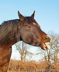 A horse with its tongue sticking out of its mouth, and seemingly unable to get it back into its mouth, is a rare thing. Dark Bay Horse Sticking His Tongue Out Horses Bay Horse Animals