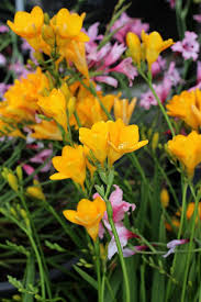 Pin On Flowers