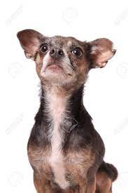 A forum community dedicated to chihuahua owners and enthusiasts. Cute Little Chihuahua Dog With Floppy Ears Paying Attention Stock Photo Picture And Royalty Free Image Image 11488407
