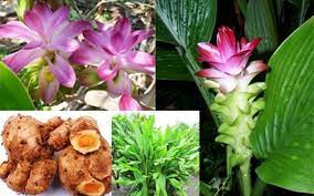 Check spelling or type a new query. Kandungan Kimia Temulawak Curcuma Xanthorrhiza Roxb Ulya Days