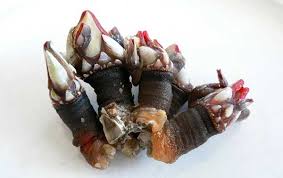 Percebes Gooseneck Barnacles An American In Portugal 5 Strange Portuguese Foods That I Ve Grown To Love And Portuguese Recipes Food Obsession Weird Food