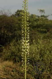 Image result for Drimia altissima