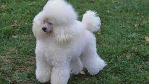 Maybe you would like to learn more about one of these? Dog Toy Poodle Male Puppies For Sell In Golden Color At Rs 85000 1 Lakh Dog Toy Id 12426452888