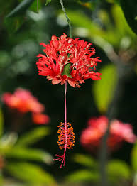 Image result for Hibiscus schizopetalus