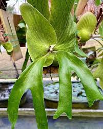 Image result for Platycerium stemaria