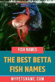 Pin On Pet Names By Breed