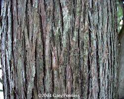 Northern white cedars (thuja occidentalis) are an intermediately tolerant tree native to new northern white cedar is a historically important tree for native tribes that inhabit the northeast, early. Trees Of Wisconsin Thuja Occidentalis White Cedar