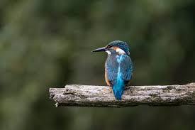 Free Photo | Halcyon Cyanoventris Bird Bringing Food To Their Children In A  Cage