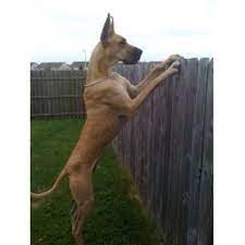 If you want to buy a great dane puppy then you are at the right place. Castlerea Great Dane Breeder In Barrington Illinois