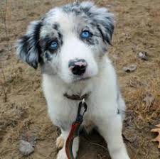 Your Guide To The Blue Merle Border Collie Border Collie Lovers I never knew border collies were so much fun!!! he is unusual because both his eyes are a beautiful light blue. your guide to the blue merle border