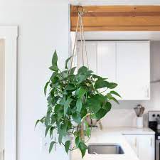 Hanging baskets outdoors can be a great alternative if you have limited space or if you don't have a porch or patio. How To Care For Hanging Plants
