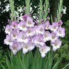 Glamini Gladiolus Luca K Van Bourgondien Pink Perennials Bulb Flowers Flowers