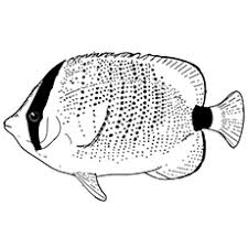 Free coloring pages to download and print. Top 10 Free Printable Tropical Fish Coloring Pages Online
