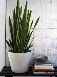A snake plant is so, so easy to take care of. 5 Indoor Plants For Your Home
