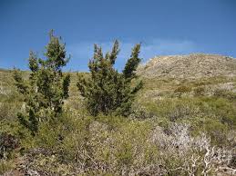 Image result for Cyphia mazoensis