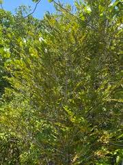 Image result for Diospyros chamaethamnus