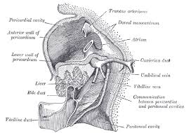 This site contains information about liver diagram black and white. Hepatic Diverticulum Wikipedia