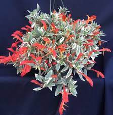 Columnea Hirta Light Prince Variegated Lipstick Plant Shipped In 2 Pot Lipstick Plant Plants Goldfish Plant