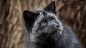 The g.o.a.t fox ретвитнул(а) anesa. Foxes Bred For Tameness May Not Be The Domestication Story We Thought Science News