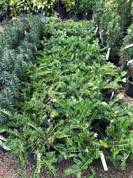 Image result for Polycarpaea prostratum