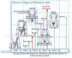 rigorous girls breast development chart 2019