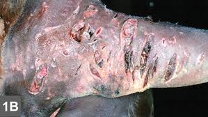 Maybe you would like to learn more about one of these? Bite Wounds Clinician S Brief
