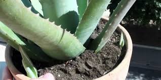 La pianta di aloe vera in casa è fondamentalmente una pianta grassa, ha quindi bisogno di poche cure: Come Coltivare E Piantare Una Pianta Di Aloe Vera In Casa