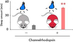 Why Do We Fall Asleep When Bored Eurekalert Science News